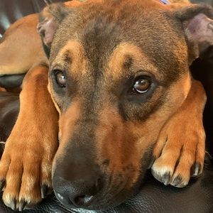 Meet your Posher, Misty